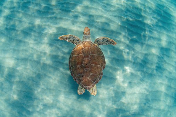 image of a turtle